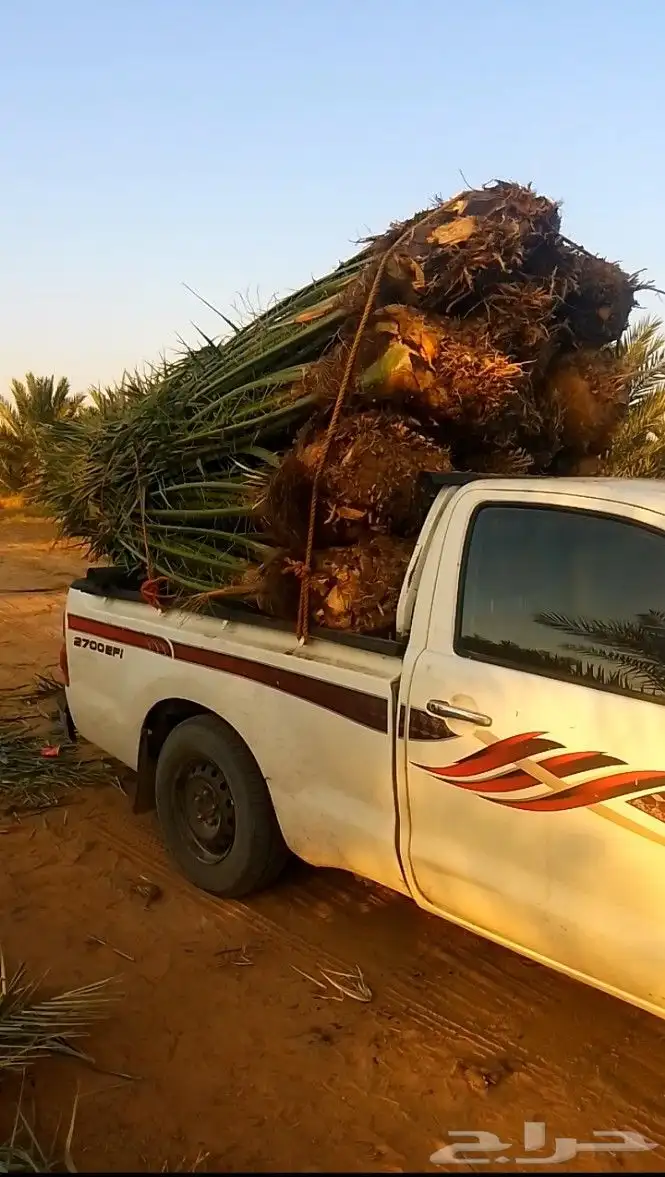 يوجد لدين جميع انواع انخيل المثمره وزينه اتواصل جميع المناطق 0