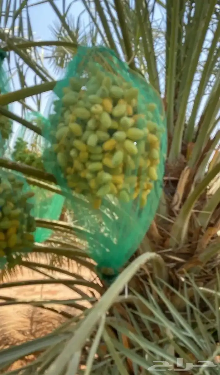 مزارع 6