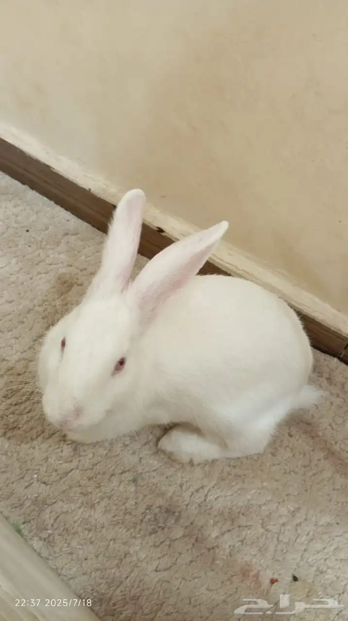 أرنب للبيع 3