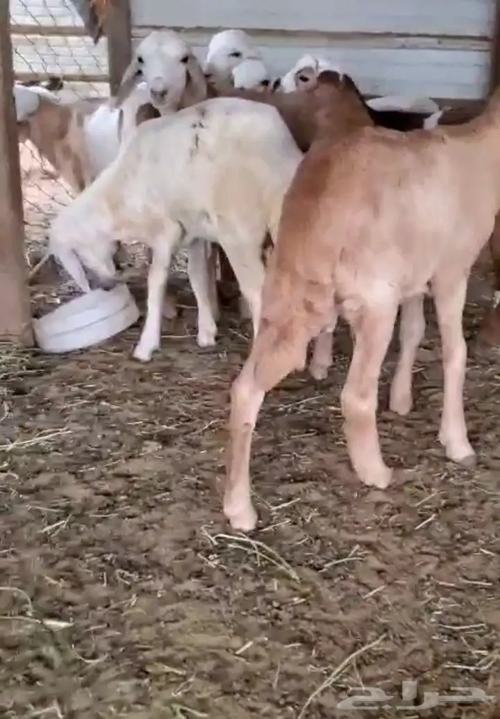 خرفان مشاريع سواكني مهجن 1
