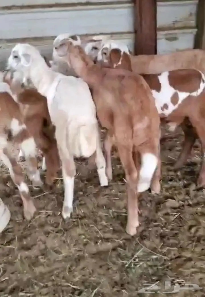 خرفان مشاريع سواكني مهجن 2
