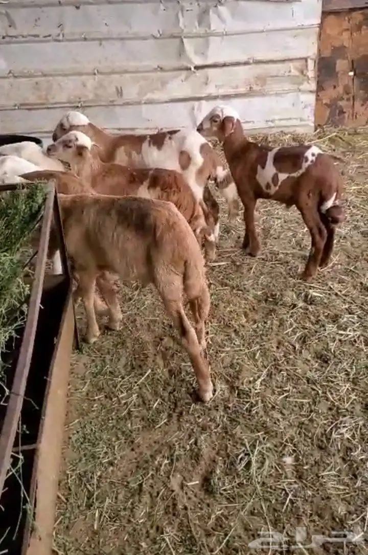 خرفان مشاريع سواكني مهجن 4