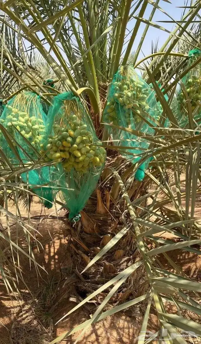 مزارع 7
