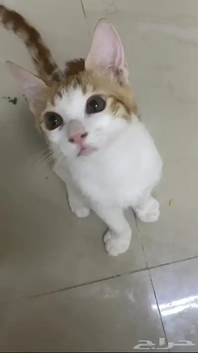 تبني قطط 0