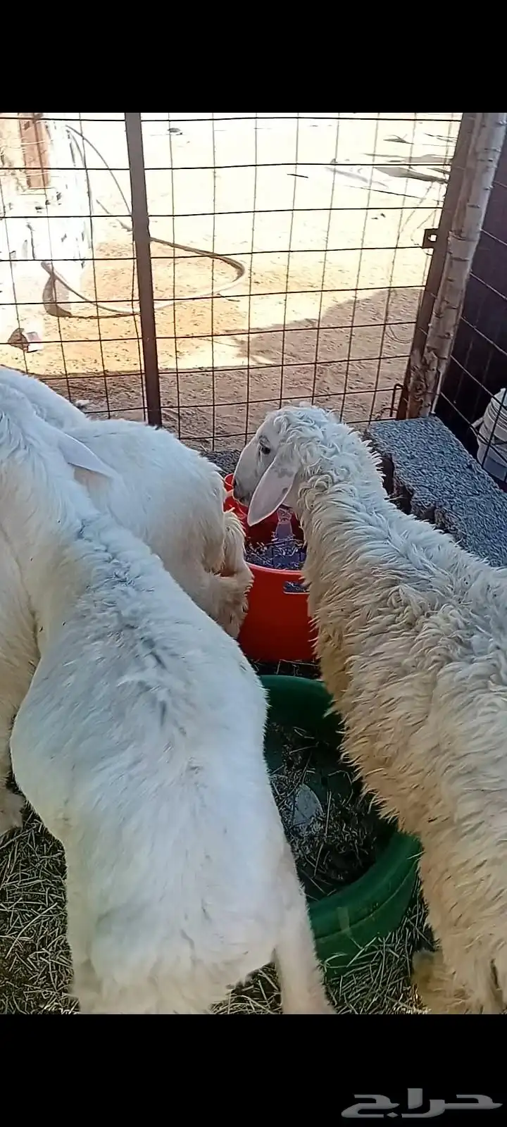 طليان حريه نظيفة 0