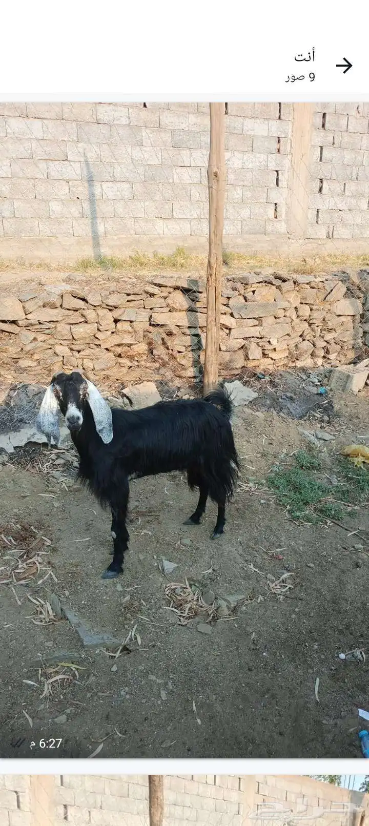 عنز عارضيه معى جفره عمره 3شهور 2