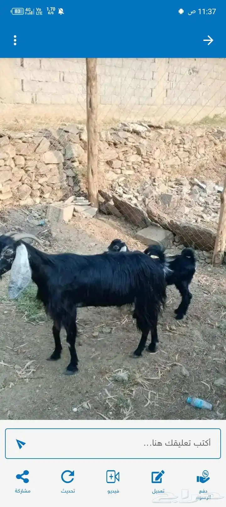 عنز عارضيه معى جفره عمره 3شهور 0