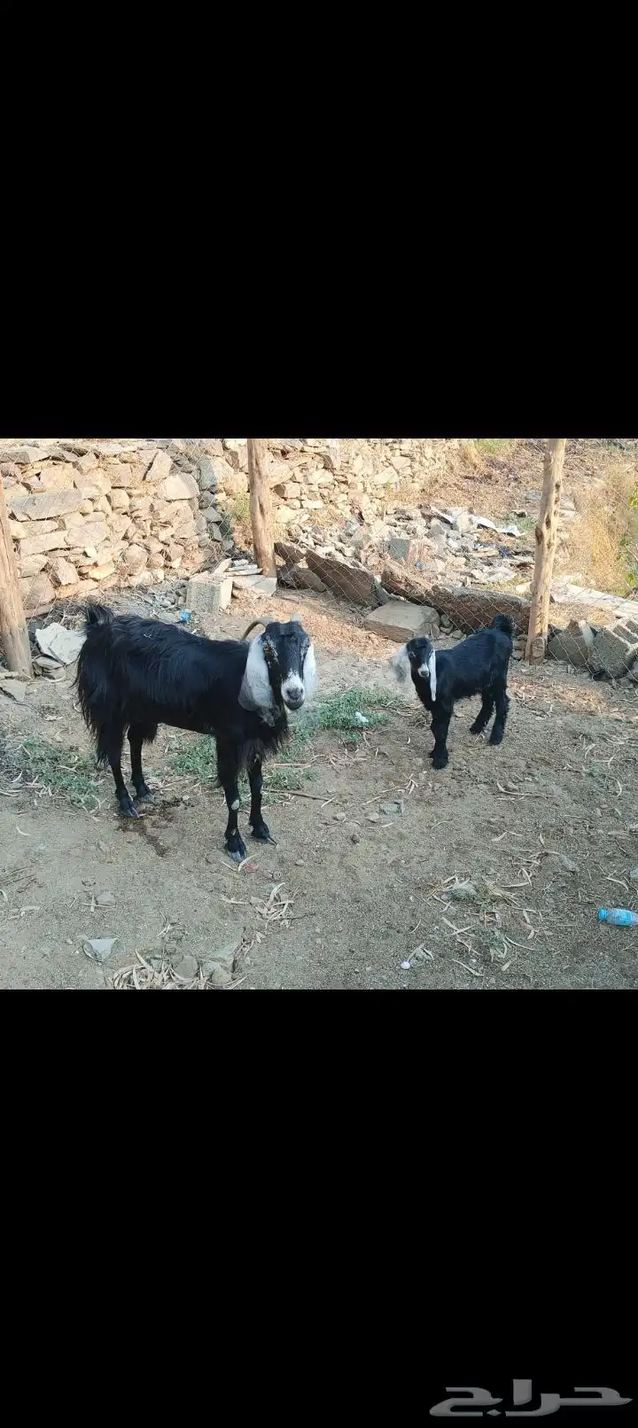 عنز عارضيه معى جفره عمره 3شهور 4