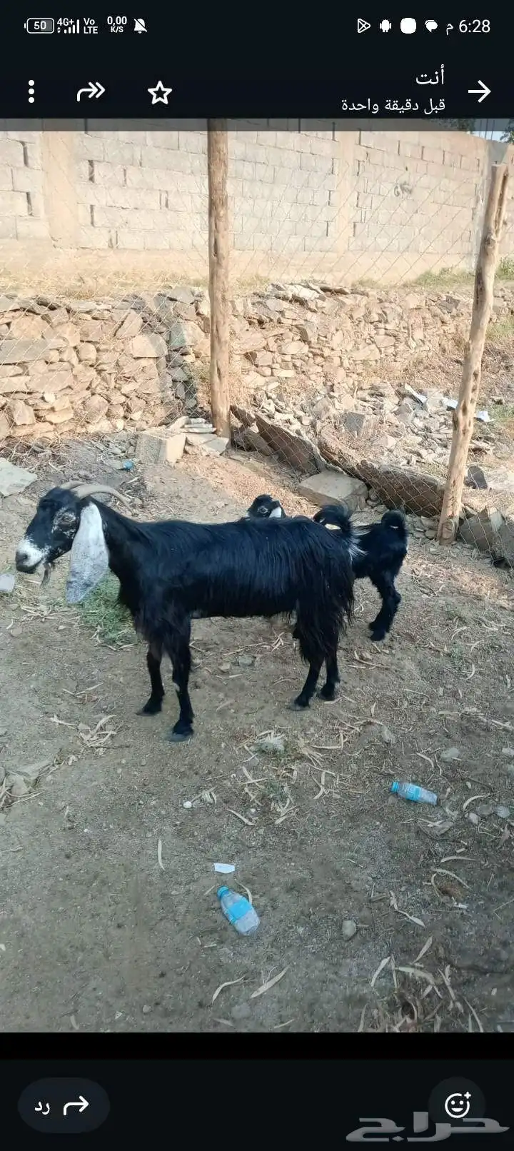 عنز عارضيه معى جفره عمره 3شهور 3