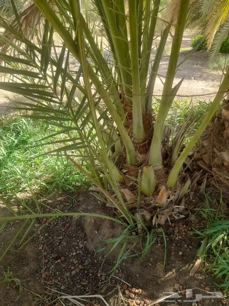 يوجد لدينا جميع فسايل النخل العربي والجثايث 2