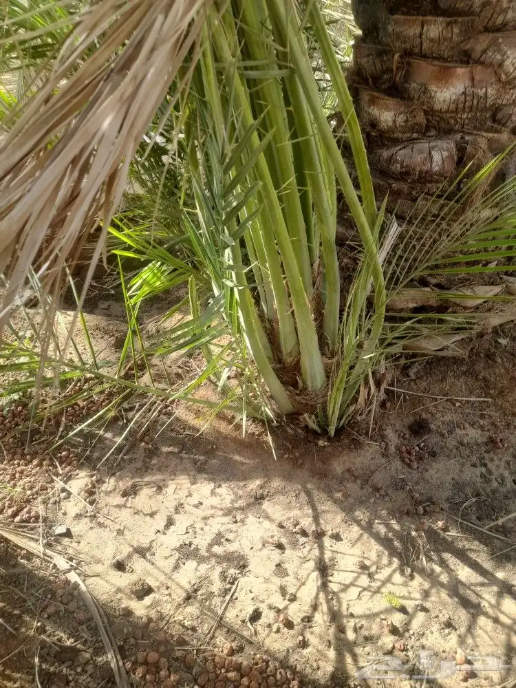 يوجد لدينا جميع فسايل النخل العربي والجثايث 1