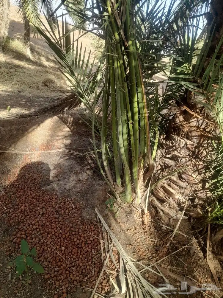 يوجد لدينا جميع فسايل النخل العربي والجثايث 0