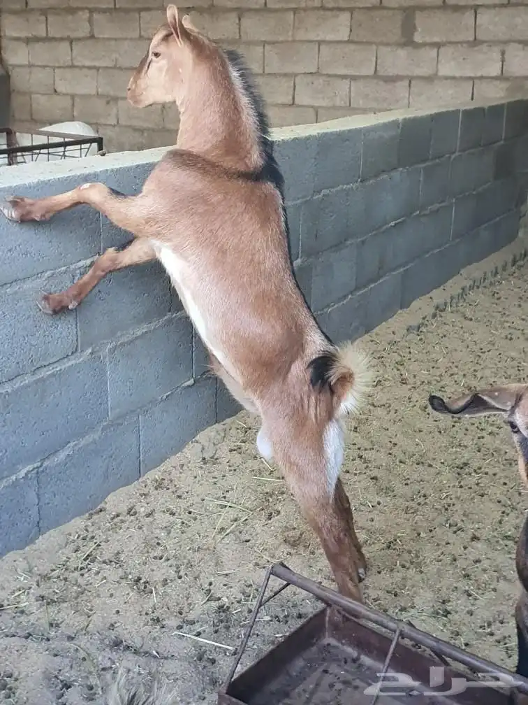 احدرفيده خرفان جبره ناهيه للعباده والمناسبات ويوجد تيوس 6