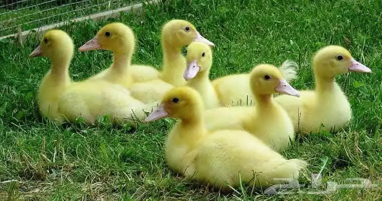 مصرى خبرة أكثر من 15عام فى تربية جميع انواع الطيور 3