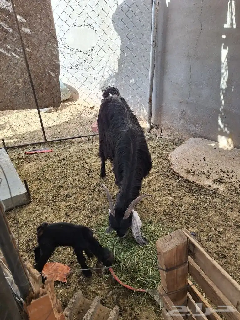 عنز تحتها عناق 1