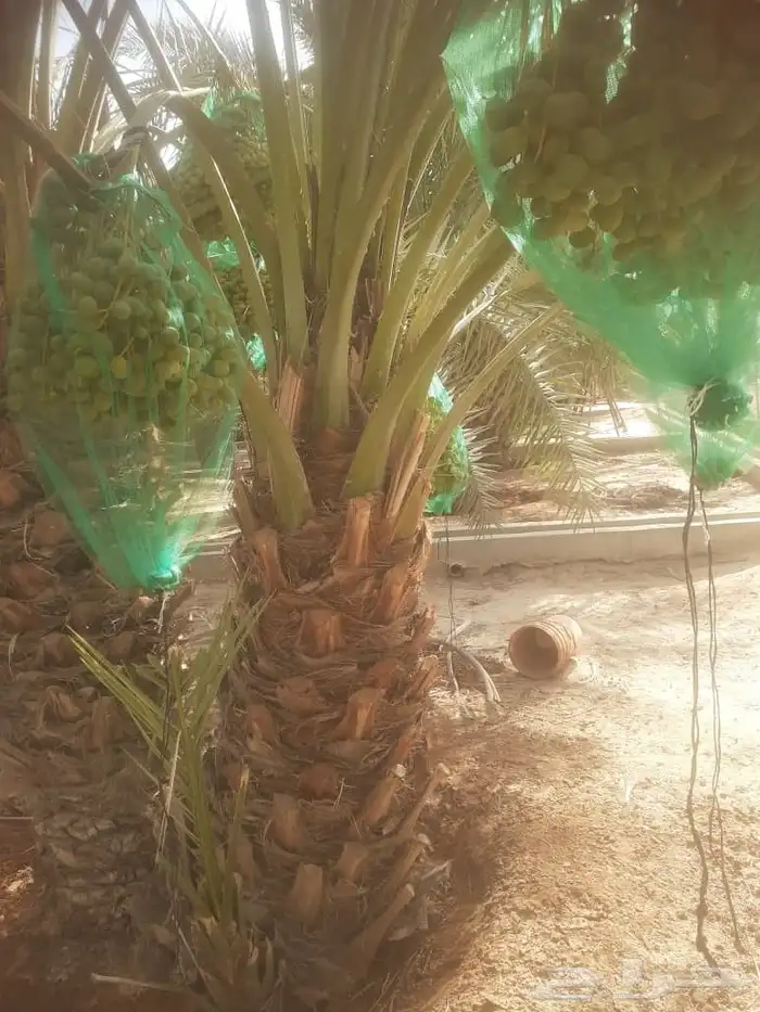 نخيل برحي مثمر 2