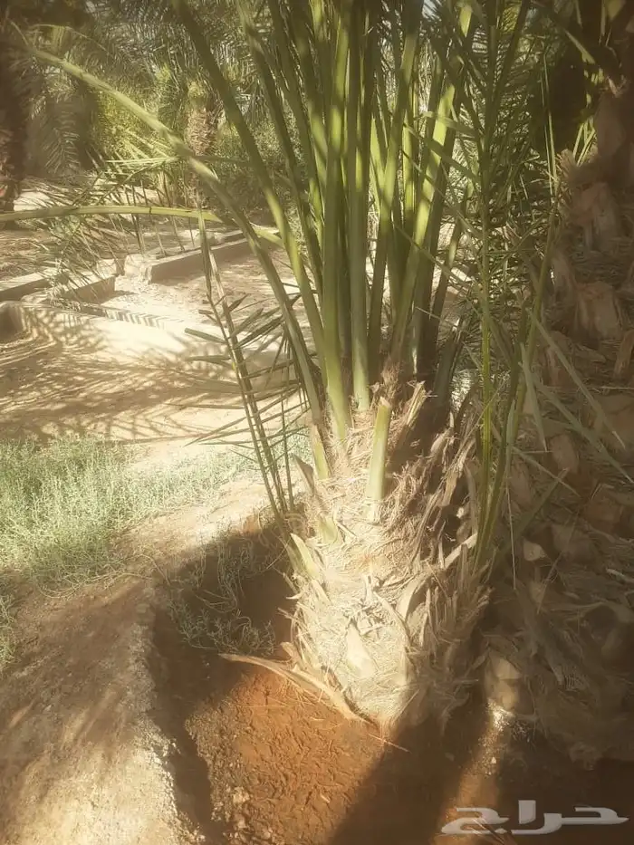 نخيل برحي مثمر 5
