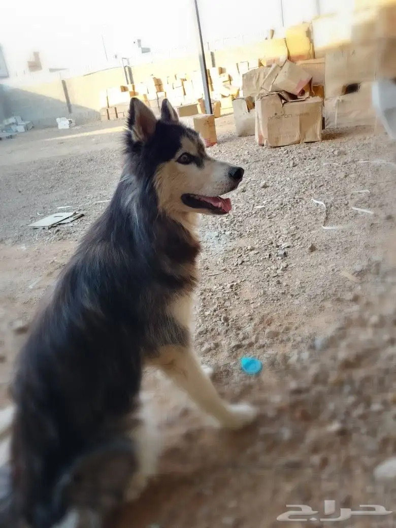 جده حي الوفاء 0