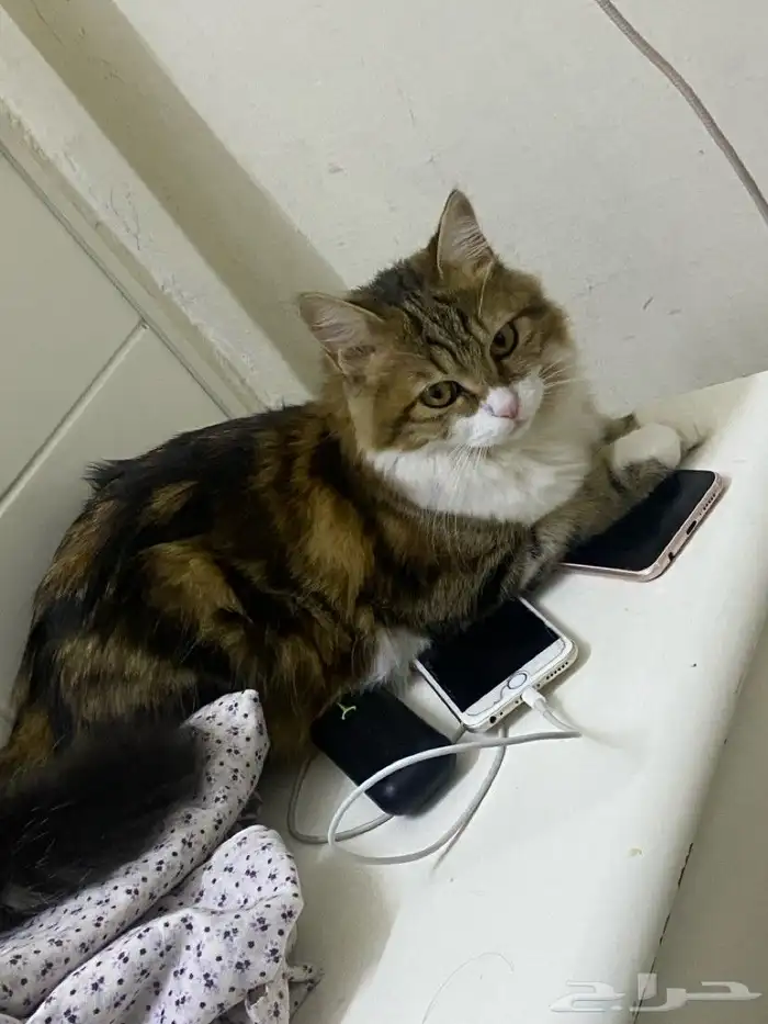 قطة انثى للتبني العمر حوالي سنه واربعه شهور 3