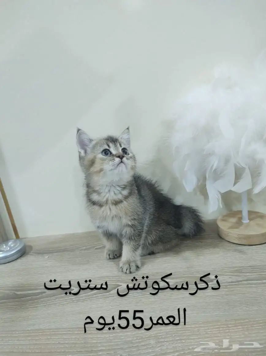 قطط سكوتش ستريت وفولد كيتن للبيع 0