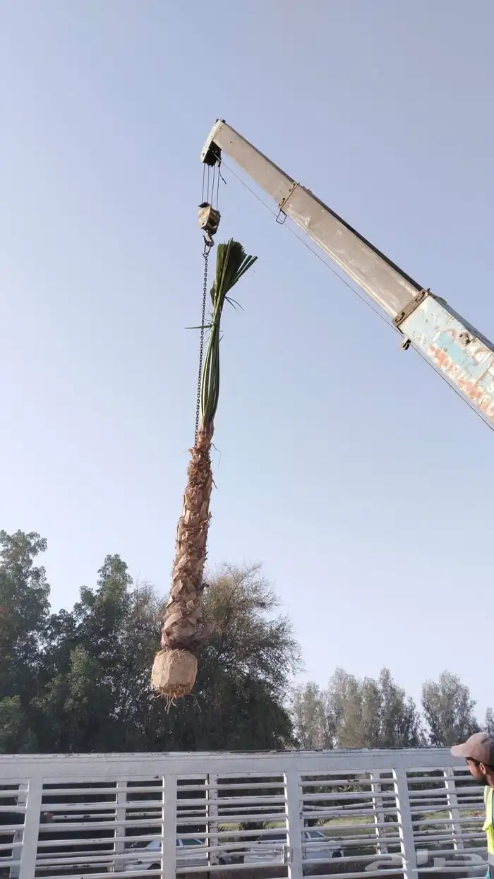نقوم بتوريد وتركيب جميع انواع نخيل 7