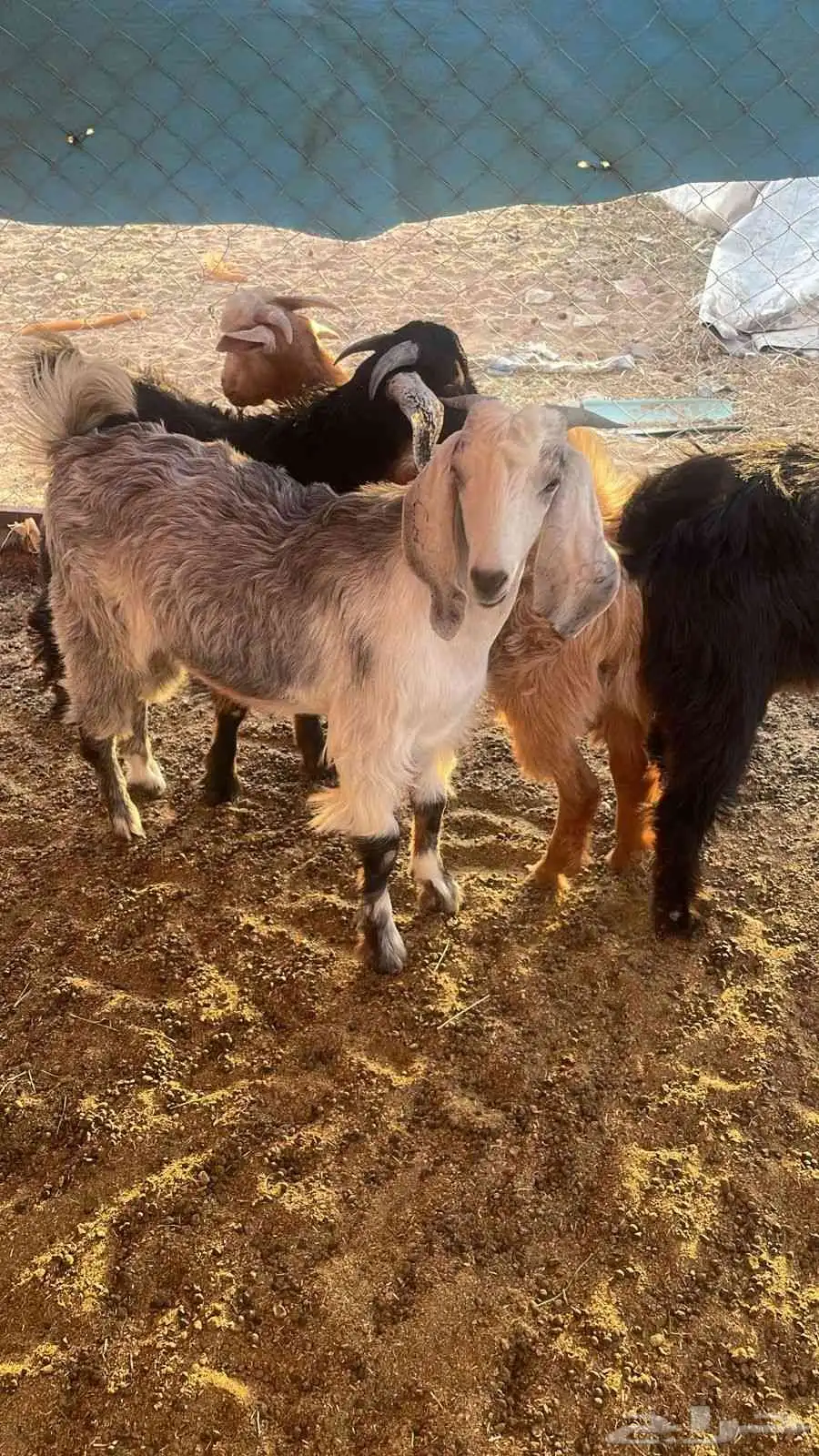 تيوس عمر 8 شهور 0