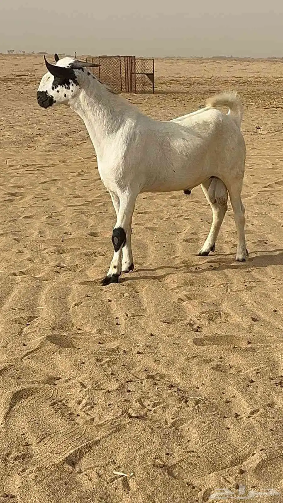 تيس بيشي صنف الصنف 1