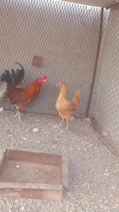 دجاج بلدي اربع دجاجات وديك ويبيض صحته 100 100 مطلوب به 120 1