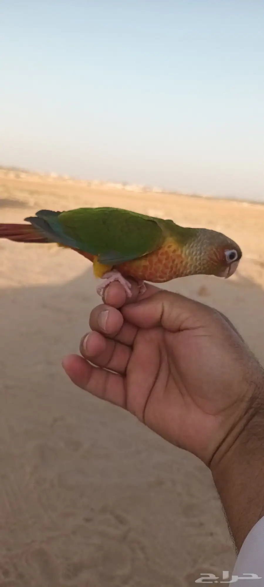 فرخ كنيور هدد 1