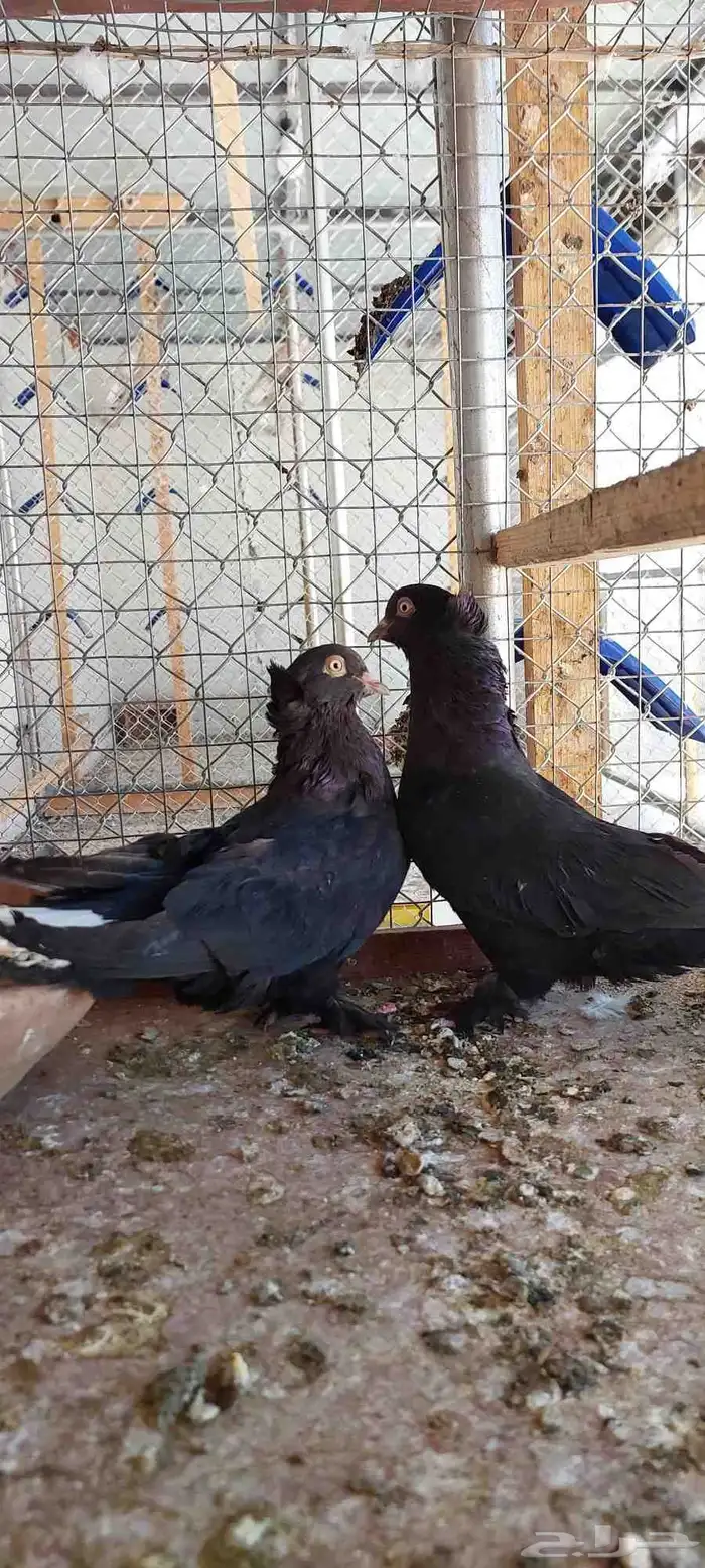 نعرض لكم زوجين تركي طحيني واسود 3