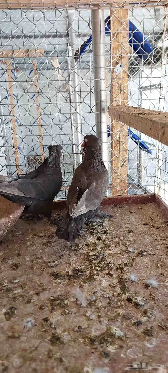 نعرض لكم زوجين تركي طحيني واسود 2