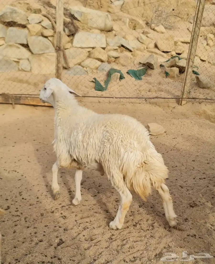 شدا الأعلى ذبيحه طلي 0