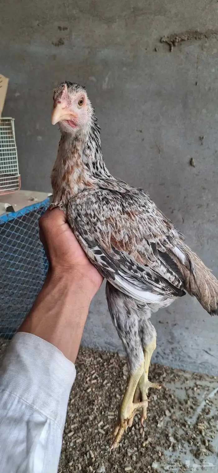 دجاج باكستاني للبيع 2