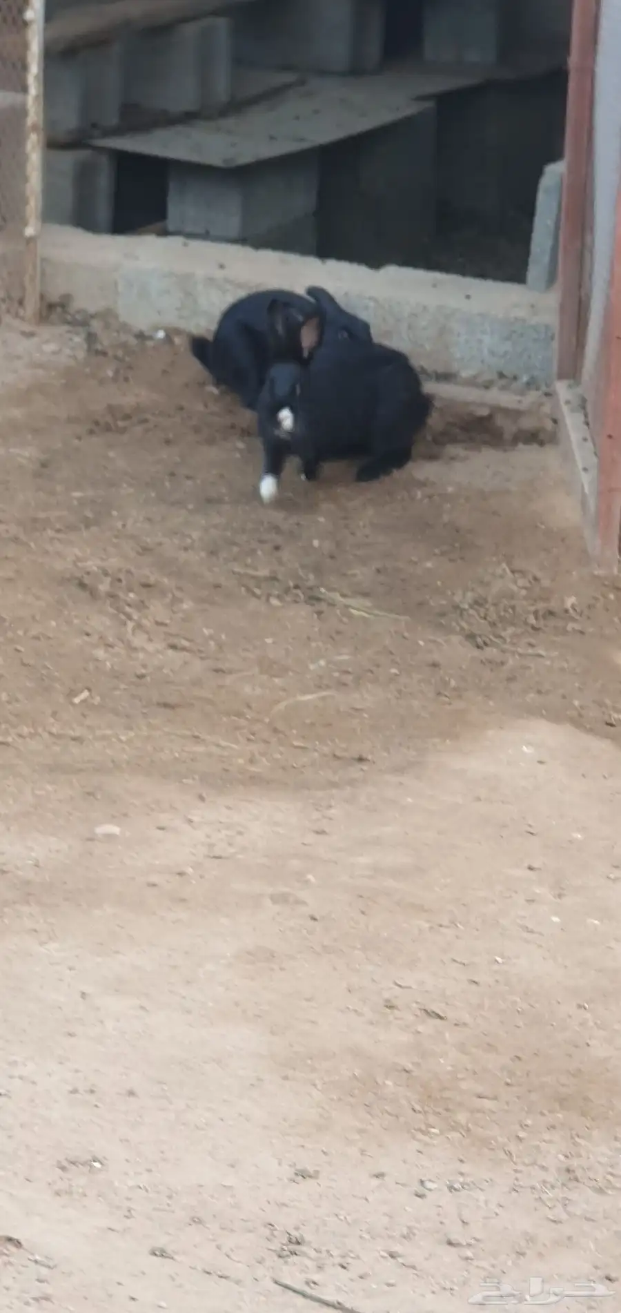 ارانب للبيع 3