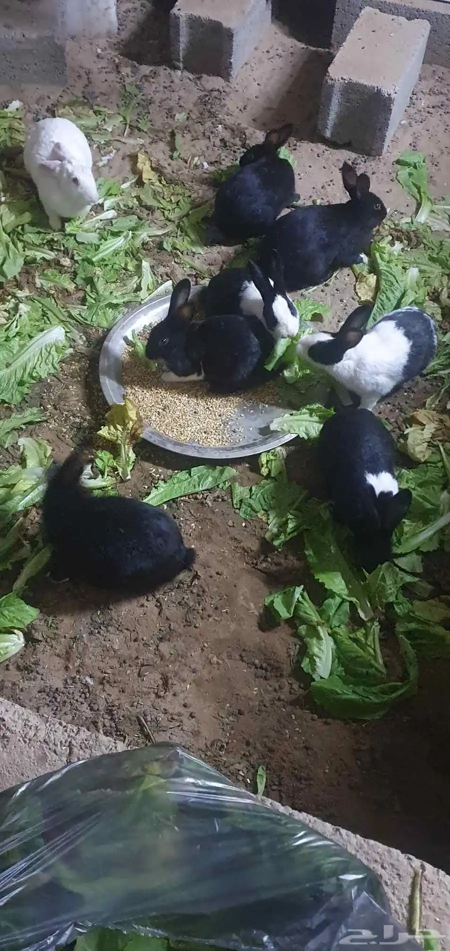 ارانب للبيع 6