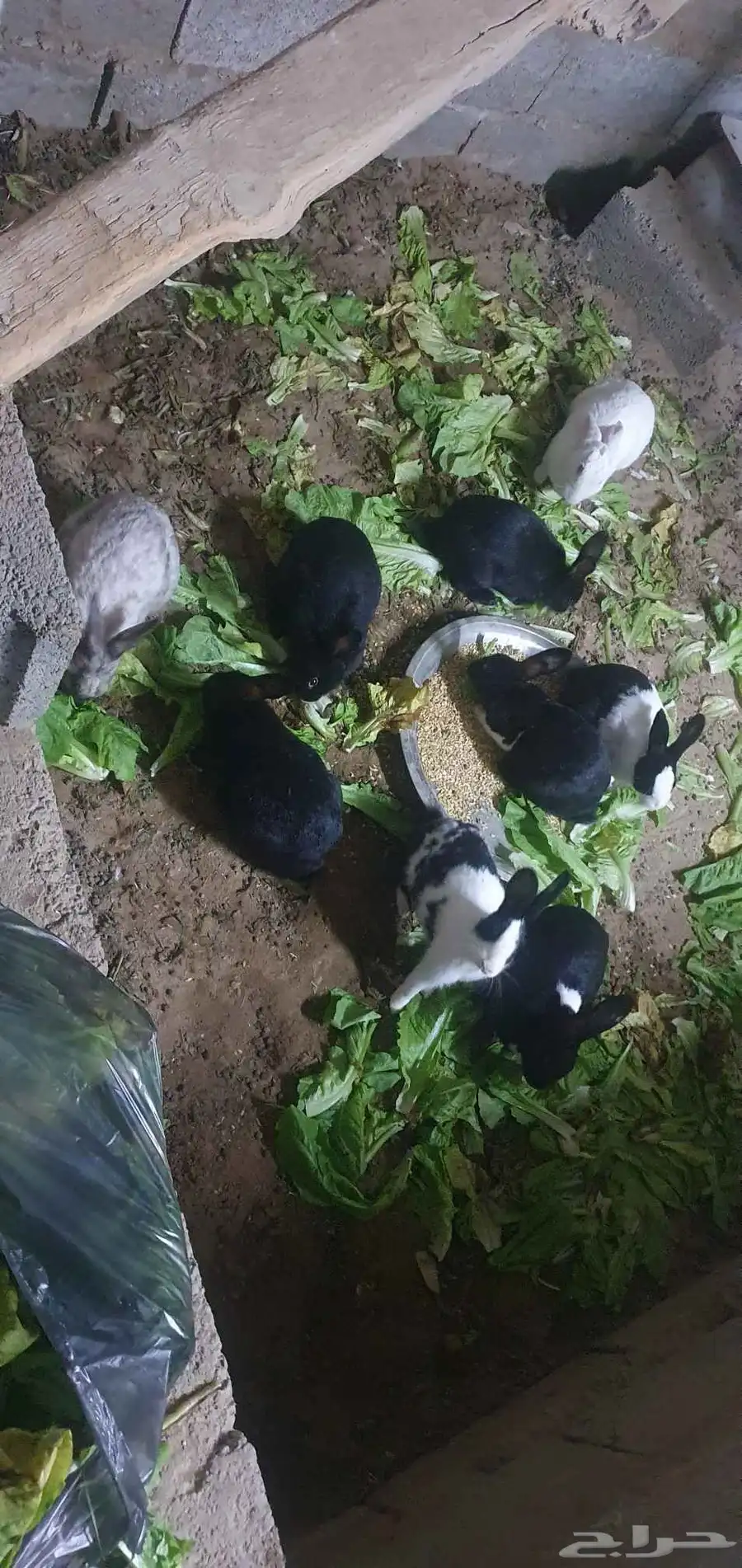 ارانب للبيع 7