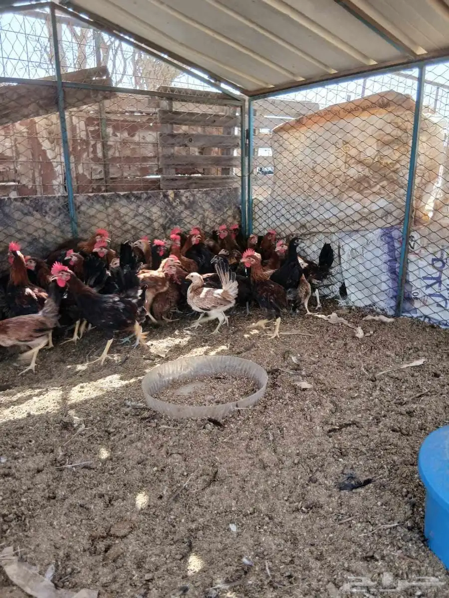 نعرض لكم بيع دجاج بلدي 2