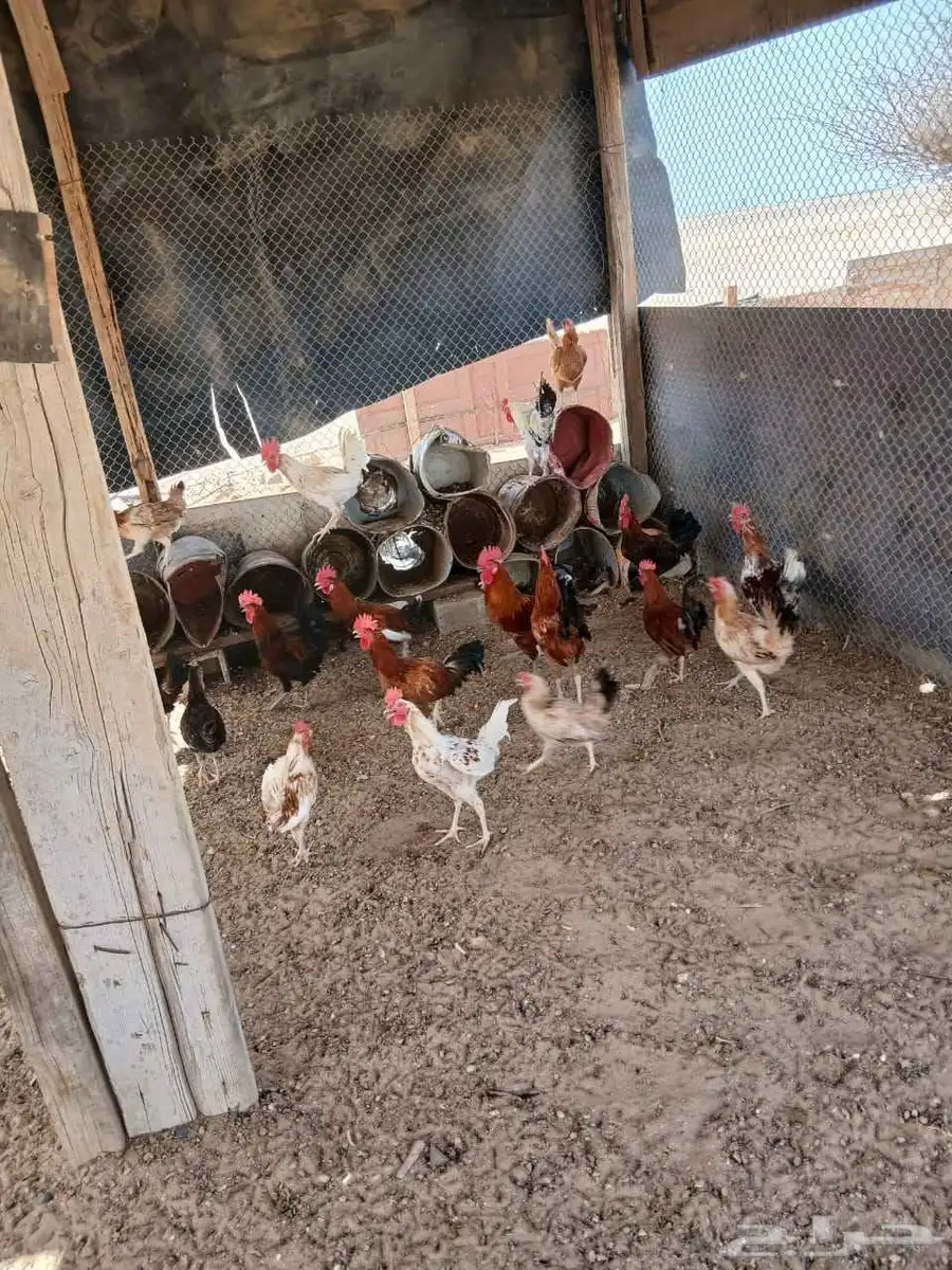 نعرض لكم بيع دجاج بلدي 9