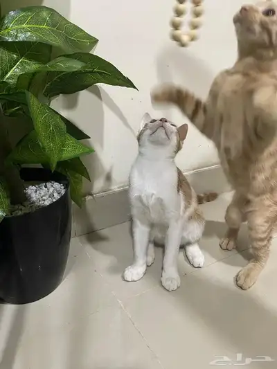 تبني قطط 4