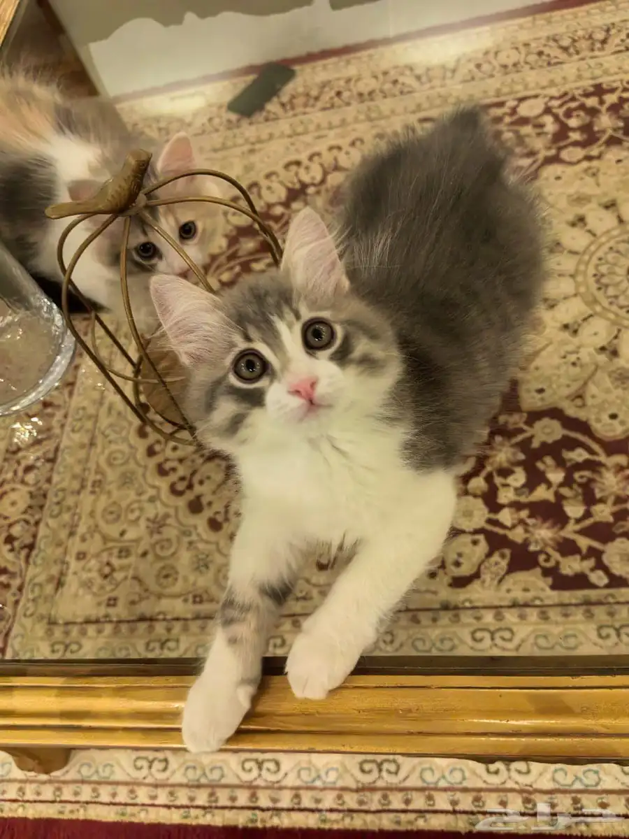 قطط للتبني 2