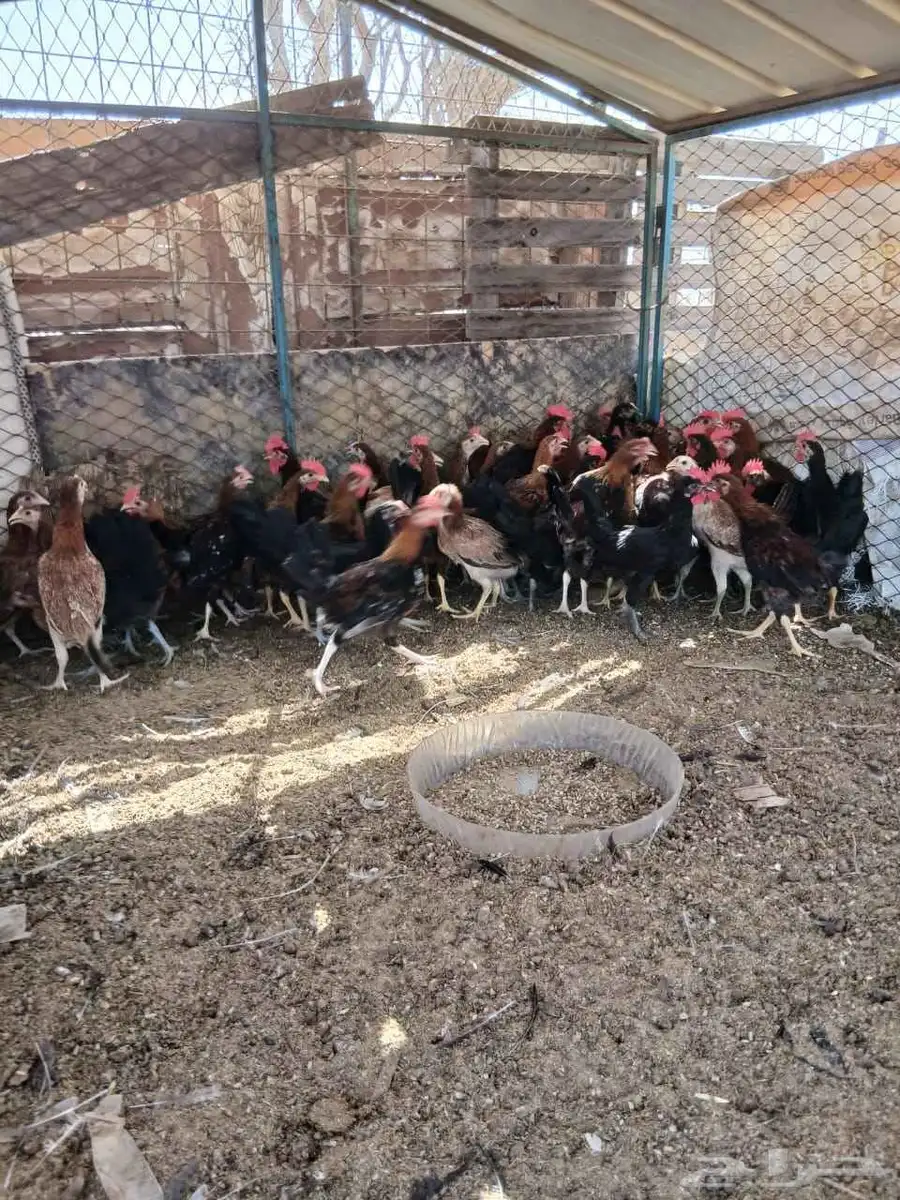 نعرض لكم بيع دجاج بلدي 5