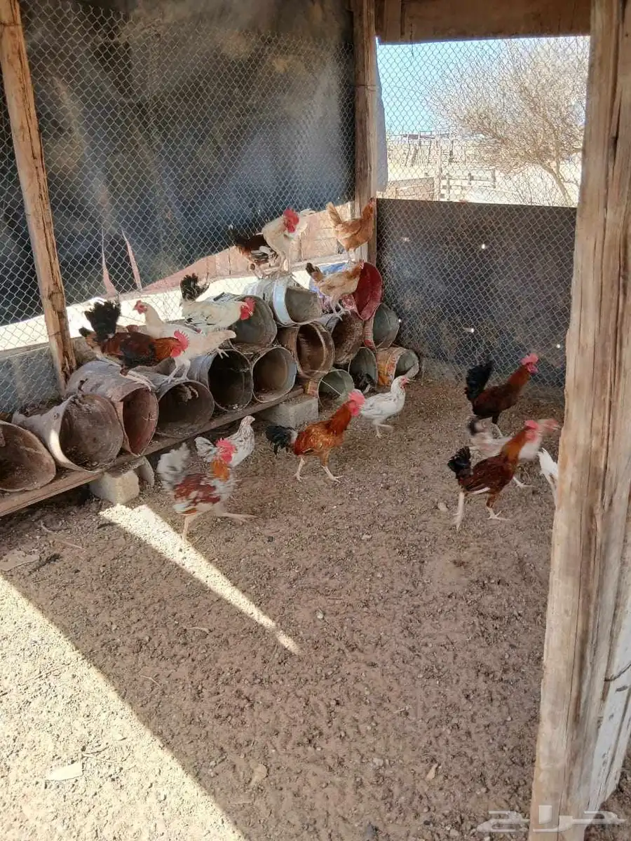 نعرض لكم بيع دجاج بلدي 3