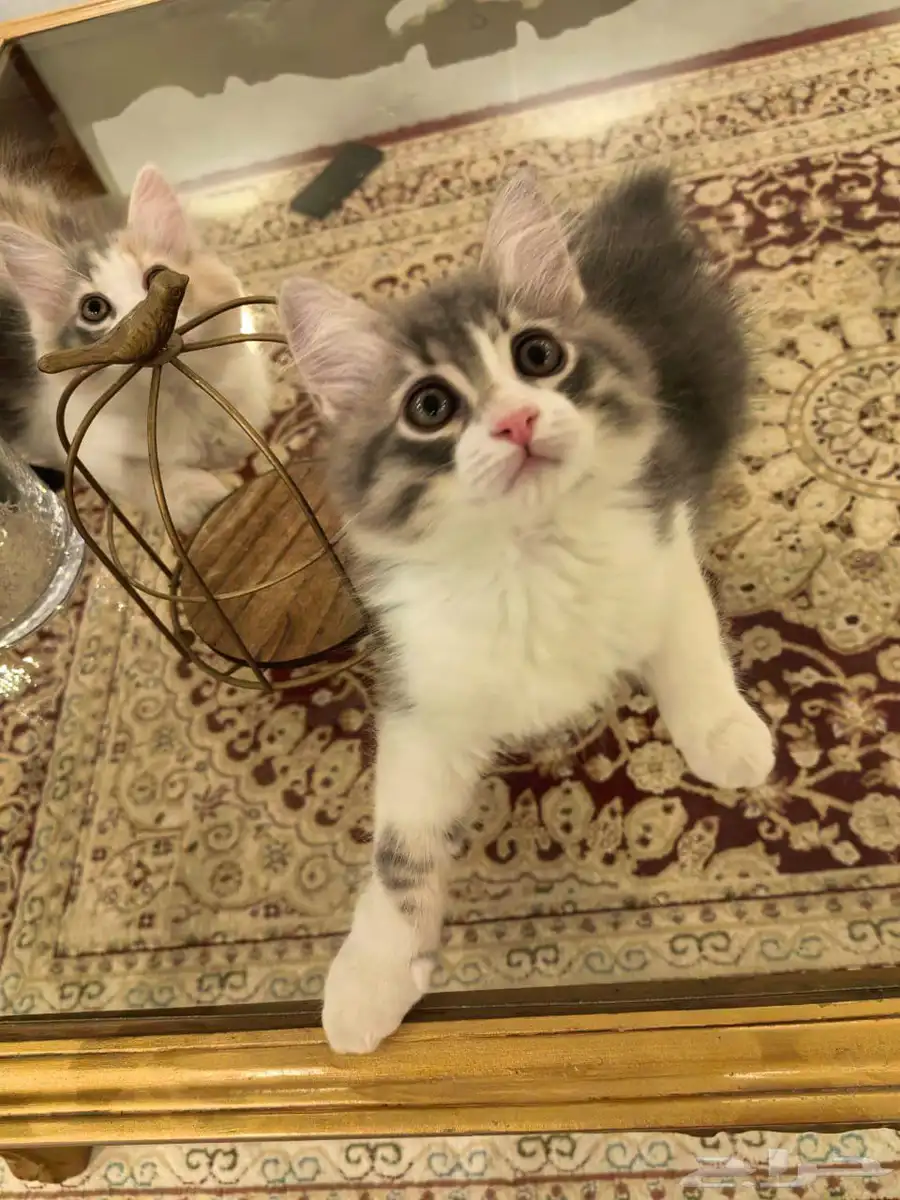 قطط للتبني 1