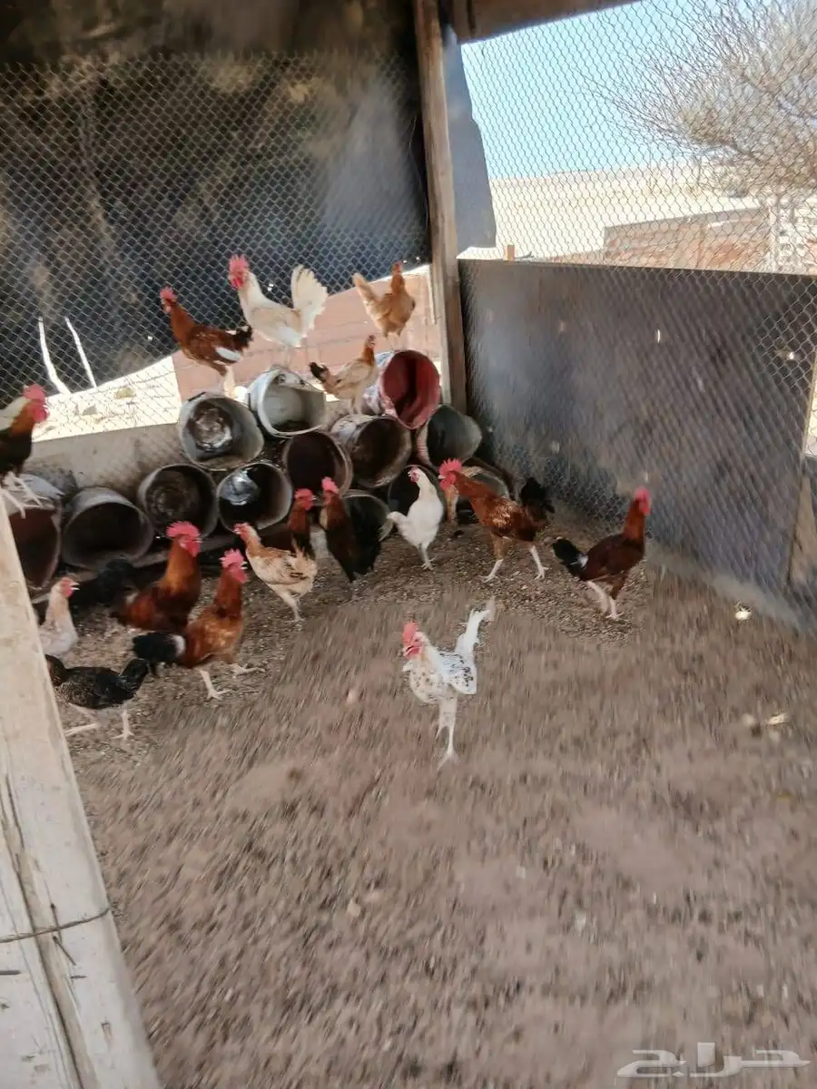 نعرض لكم بيع دجاج بلدي 1