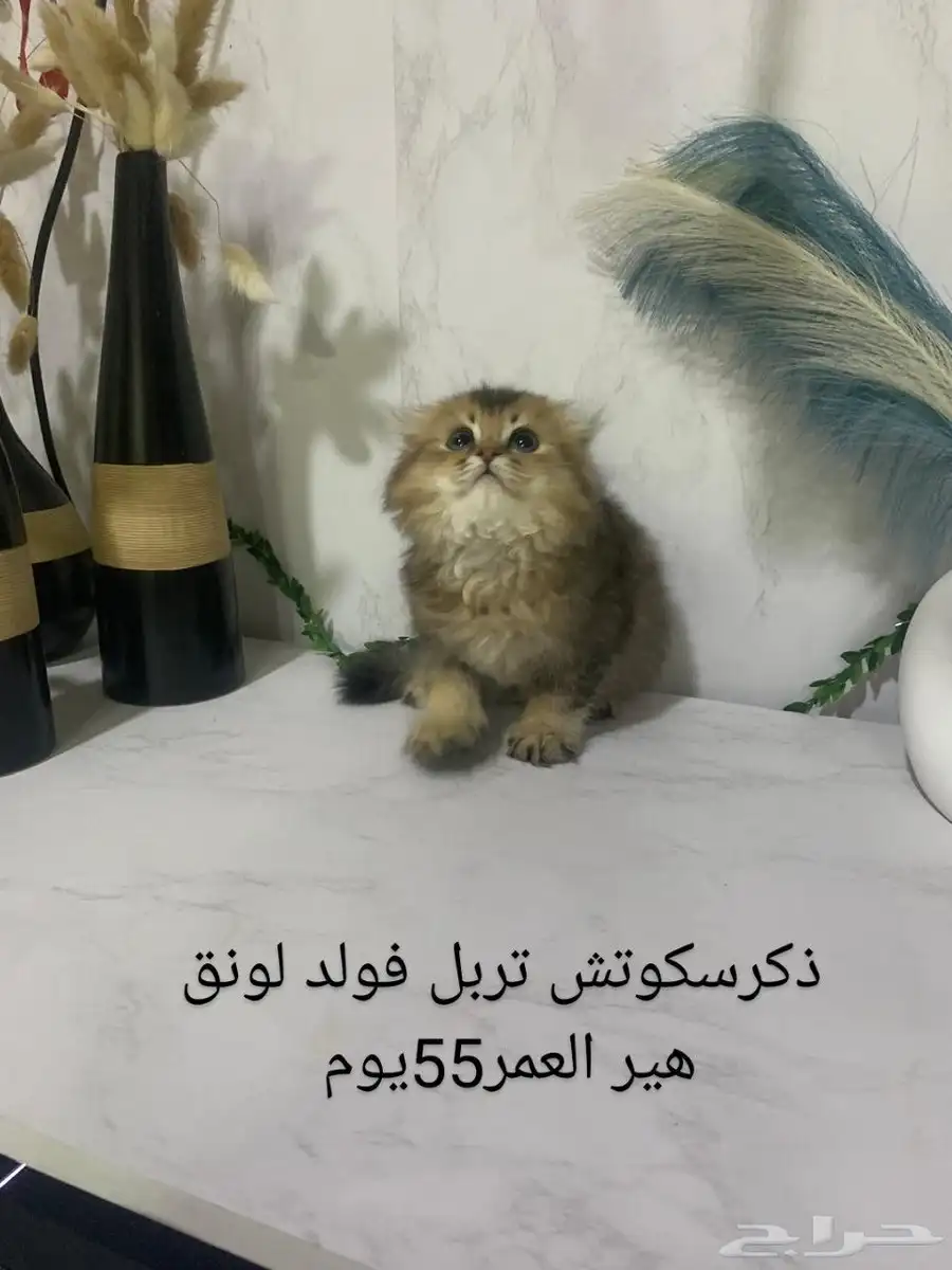 قطط سكوتش ستريت وفولد كيتن للبيع 4