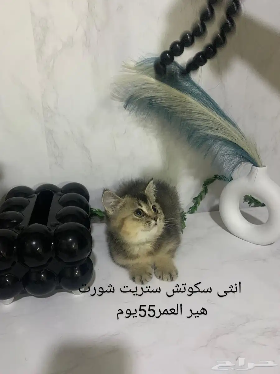 قطط سكوتش ستريت وفولد كيتن للبيع 1