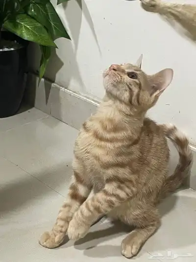 تبني قطط 2