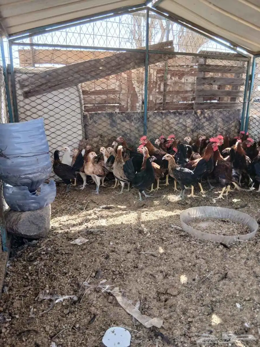 نعرض لكم بيع دجاج بلدي 6