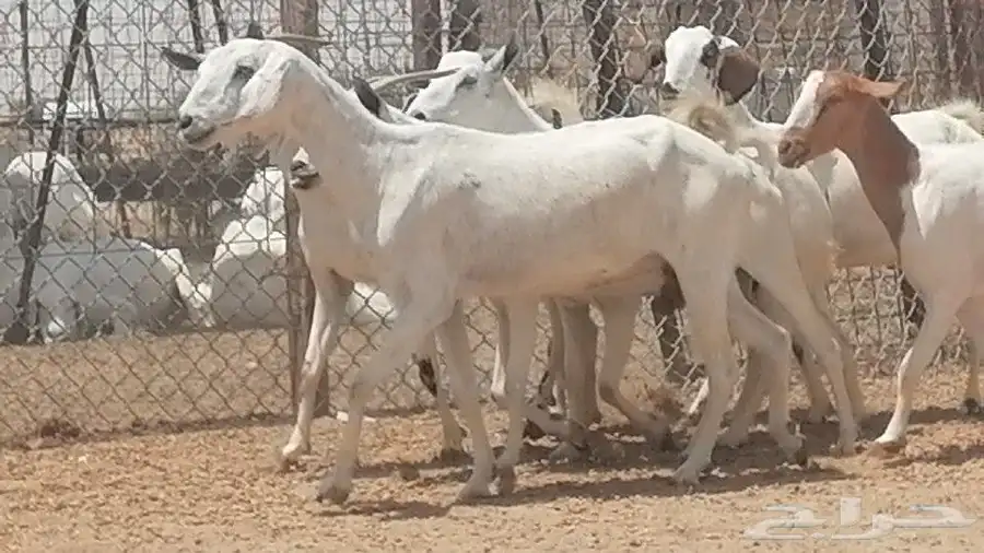 معزا بيشيات للبيع 0