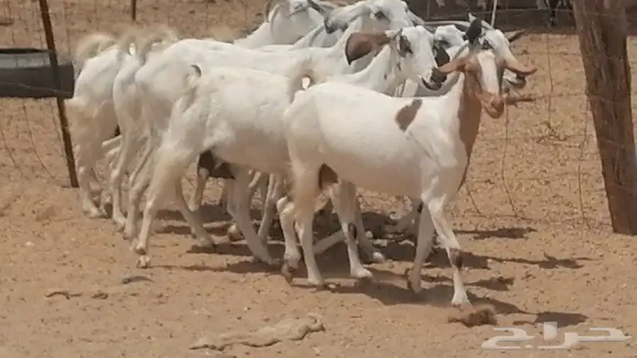 معزا بيشيات للبيع 21